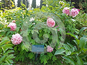 Peonia arborea photo